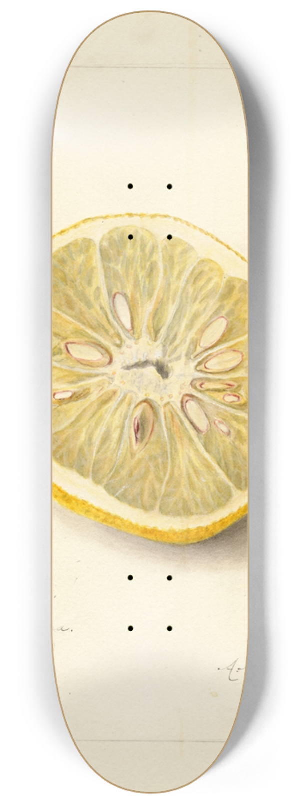 Amanda Almira Newton - Citrus sinensis: Ichang 8.25 inch art skate deck