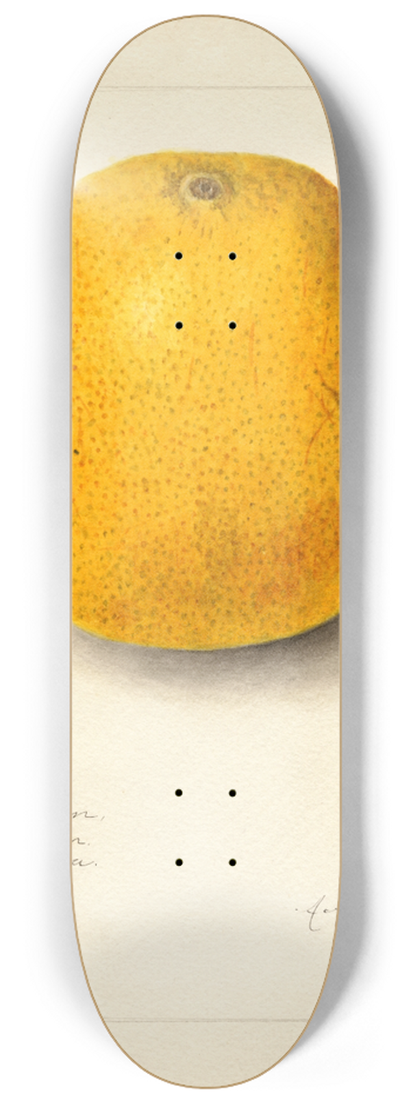 Amanda Almira Newton - Citrus sinensis: Ichang 8.25 inch art skate deck
