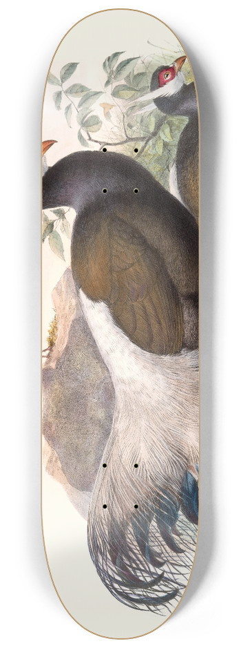 Joseph Smit - Crossoptilon mantchuricum. 8.25 inch art skate deck