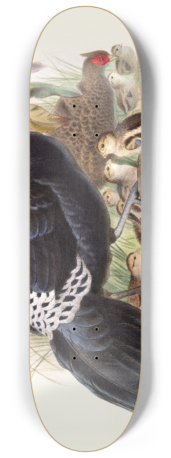 Joseph Smit - Euplocamus Horsefieldii 8.25 inch art skate deck