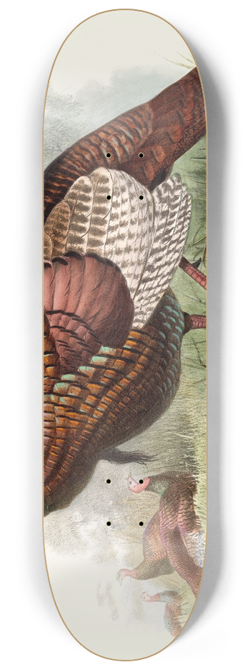 Joseph Smit - Meleagris gallopavo. 8.25 inch art skate deck