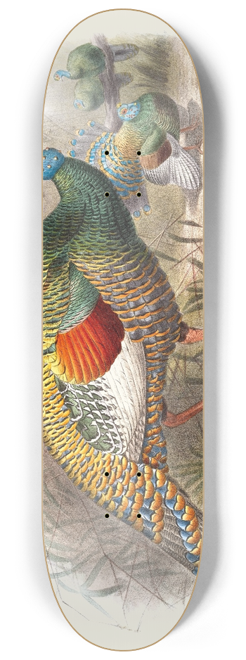 Joseph Smit - Meleagris ocellata. 8.25 inch art skate deck