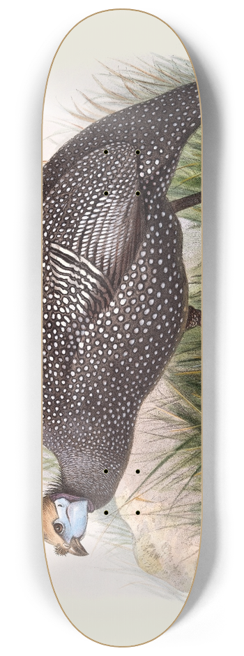 Joseph Smit - Numida ptilorhyncha. 8.25 inch art skate deck
