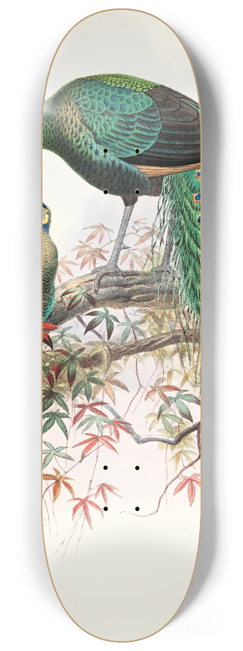 Joseph Smit - Pavo muticus. 8.25 inch art skate deck