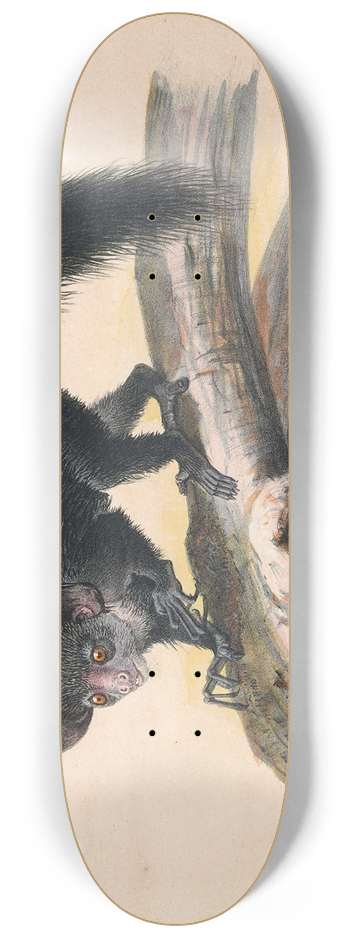 Joseph Wolf - The Aye-Aye 8.25 inch art skate deck