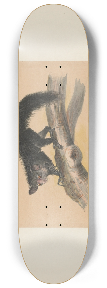 Joseph Wolf - The Aye-Aye 8.25 inch art skate deck