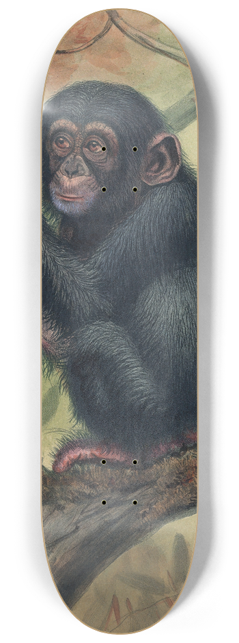 Joseph Wolf - The Chimpanzee 8.25 inch art skate deck