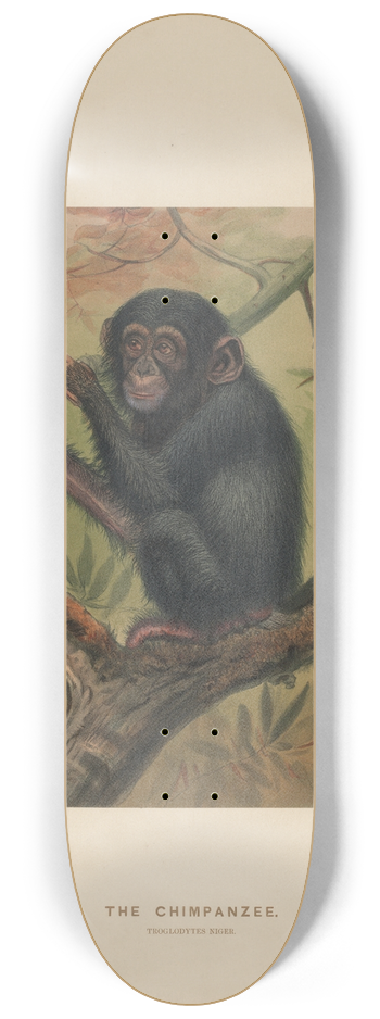 Joseph Wolf - The Chimpanzee 8.25 inch art skate deck