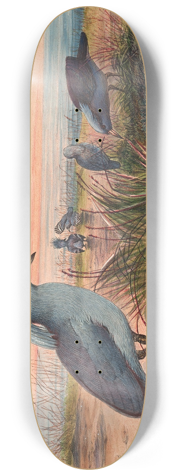 Joseph Wolf - The Kagu 8.25 inch art skate deck