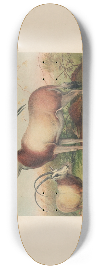 Joseph Wolf - The Leucoryx Antelope 8.25 inch art skate deck
