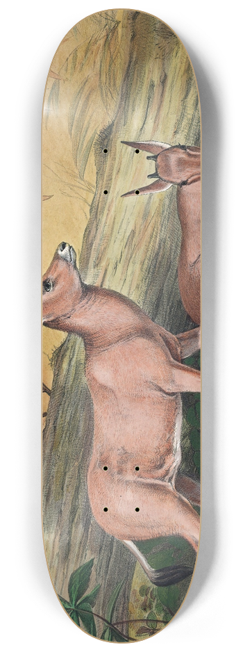 Joseph Wolf - The Leucoryx 8.25 inch art skate deck