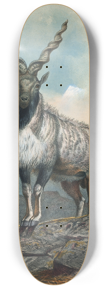 Joseph Wolf - The Markhore 8.25 inch art skate deck