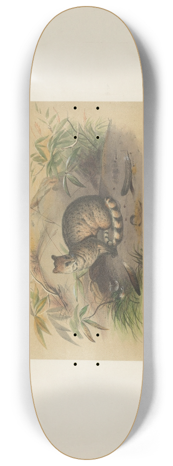 Joseph Wolf - The Rasse 8.25 inch art skate deck