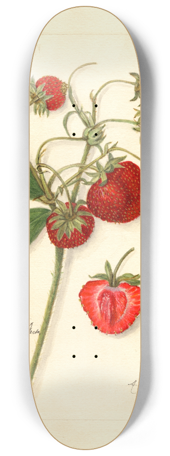 Amanda Almira Newton - Fragaria: Ohio Bay 8.25 inch art skate deck