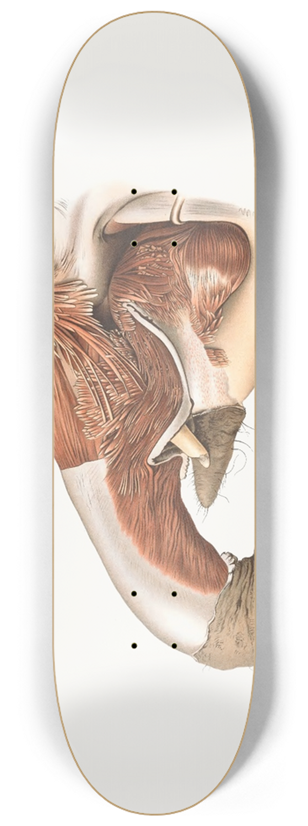 Johan Erik Vesti Boas - Fore Part Of The Elephant Seen From The Left Side 8.25 inch art skate deck