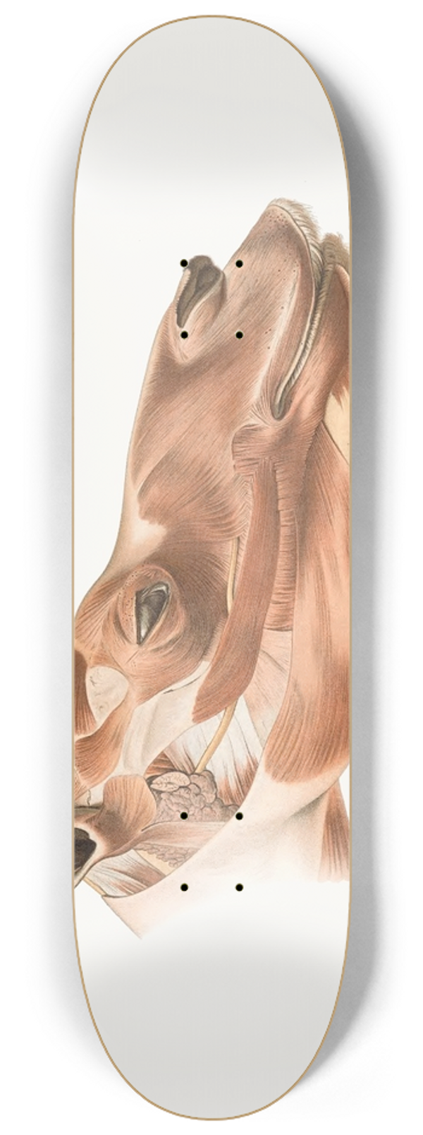 Johan Erik Vesti Boas - Superficial facial muscles of Dromedary 8.25 inch art skate deck