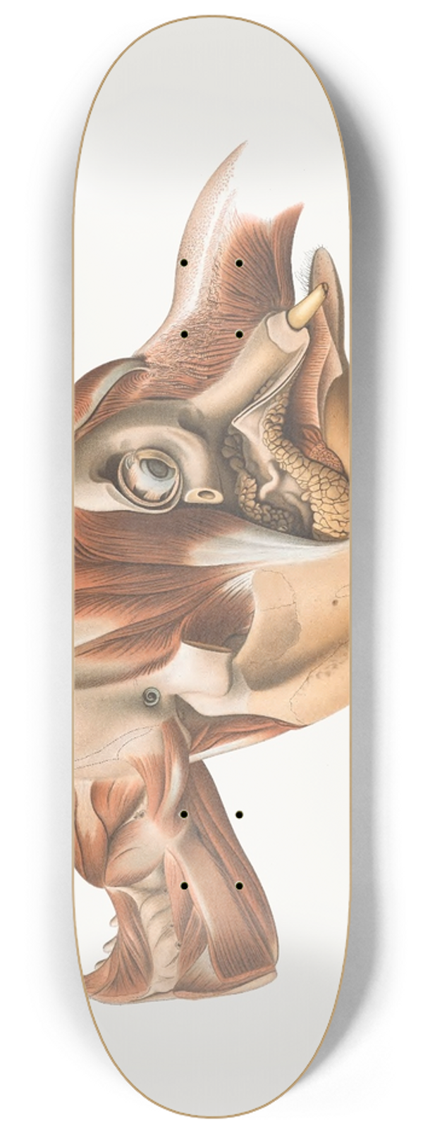 Johan Erik Vesti Boas - The head of the Elephant from the right after removal of facial muscles 8.25 inch art skate deck