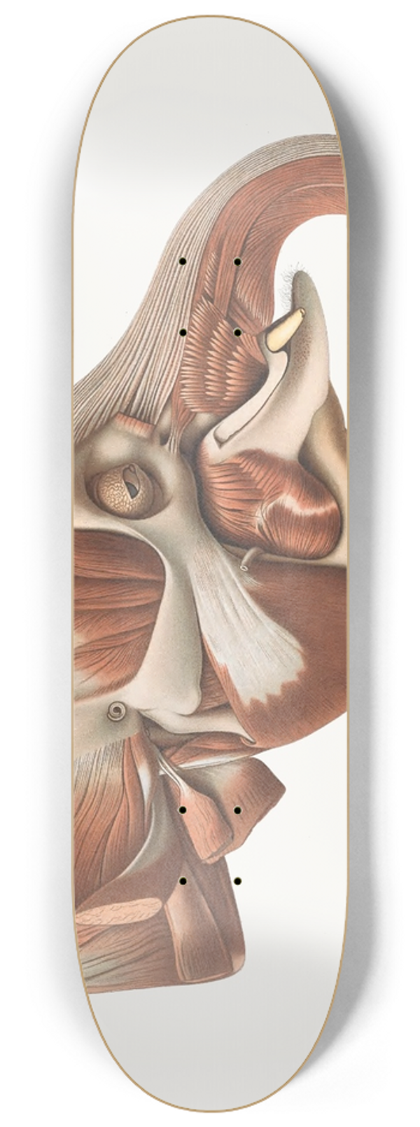 Johan Erik Vesti Boas - The head of the Elephant from the right after removal of the Superficial muscles 8.25 inch art skate deck