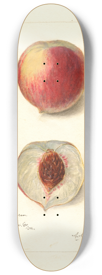 Amanda Almira Newton - Prunus persica: Opulent 8.25 inch art skate deck