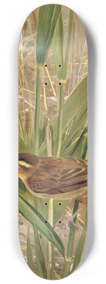 Lo-Paul Robert - Phragmite 8.25 inch art skate deck
