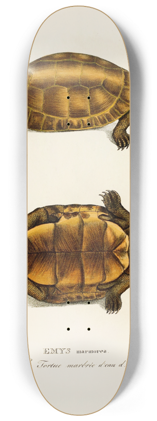 Johann Baptist von Spix - Emys Marmorea 8.25 inch art skate deck