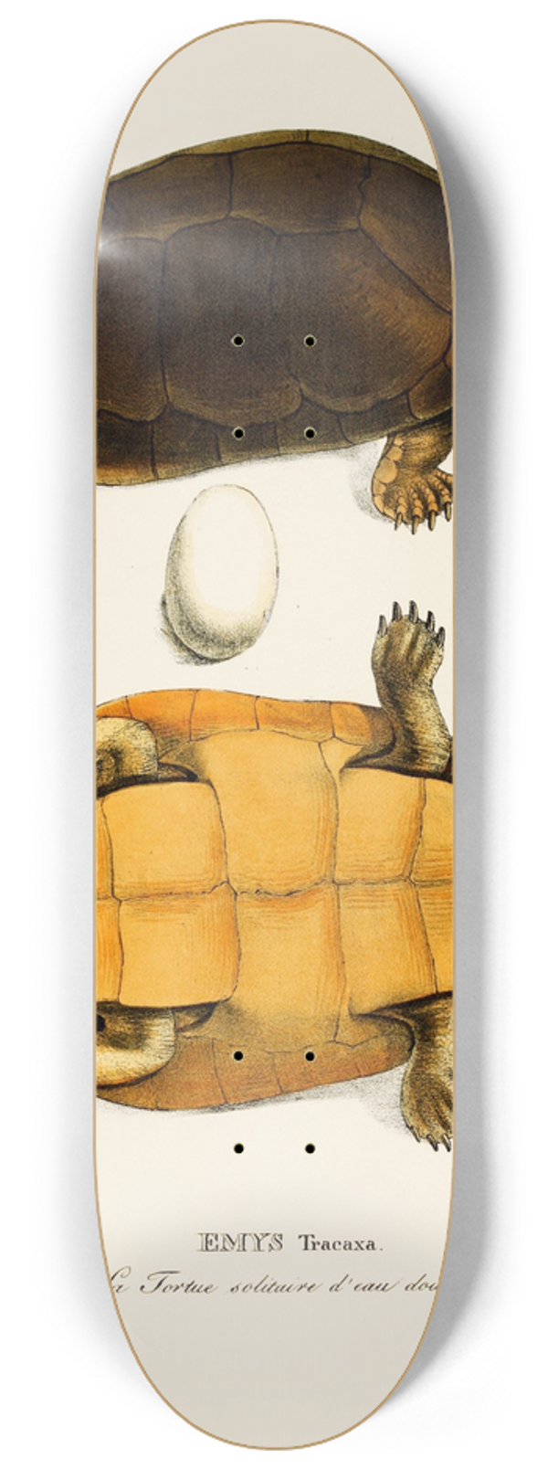 Johann Baptist von Spix - Emys Tracaxa 8.25 inch art skate deck