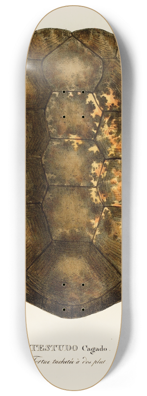 Johann Baptist von Spix - Testudo Cagado 8.25 inch art skate deck