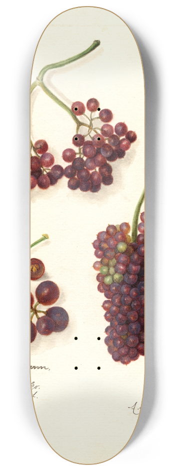 Amanda Almira Newton - Vitis: Panariti 8.25 inch art skate deck