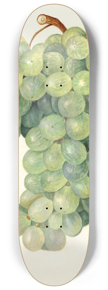 Amanda Almira Newton - Vitis: Servan Blanc 8.25 inch art skate deck