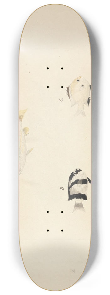 Luigi Balugani - Three Unidentified Fish 8.25 inch art skate deck
