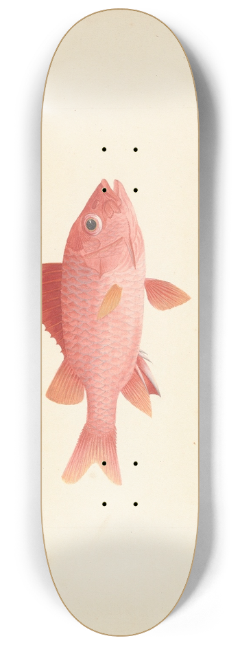 Luigi Balugani - Unidentified Fish 8.25 inch art skate deck