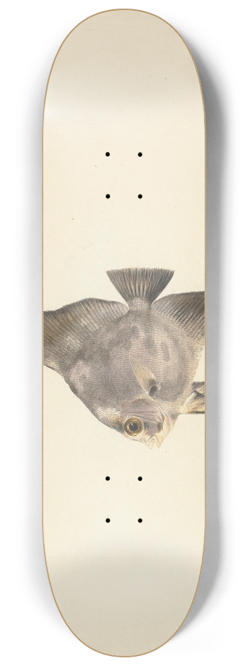 Luigi Balugani - Unidentified Fish 8.25 inch art skate deck