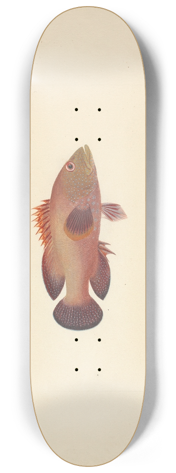 Luigi Balugani - Unidentified Fish 8.25 inch art skate deck