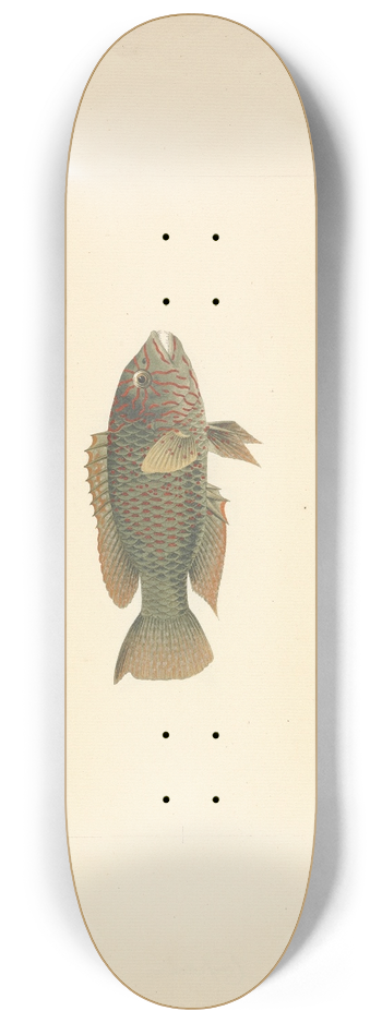 Luigi Balugani - Unidentified Fish 8.25 inch art skate deck