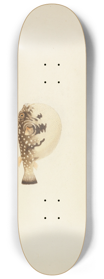 Luigi Balugani - Unidentified Fish 8.25 inch art skate deck