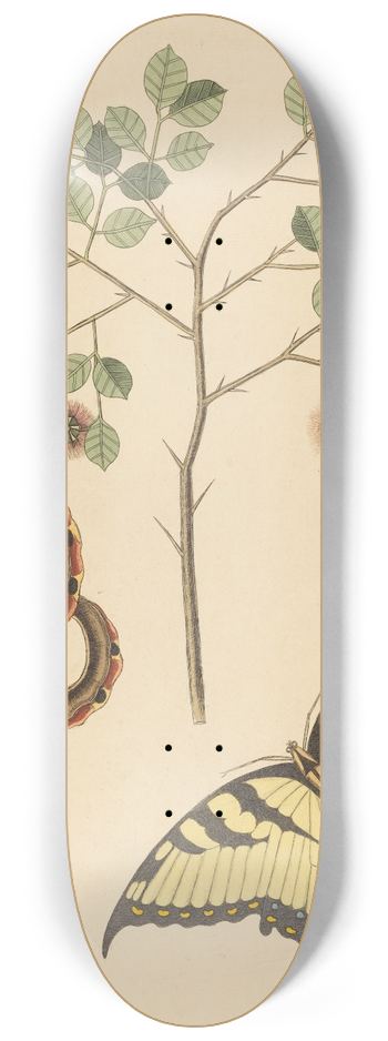 Mark Catesby - Cats Claw (Mimosa circinalis) 8.25 inch art skate deck