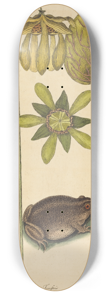 Mark Catesby - The Land Frog (Rana) 8.25 inch art skate deck