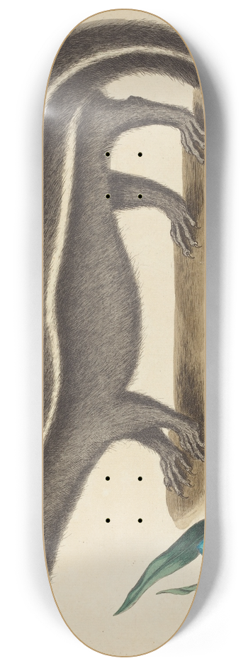 Mark Catesby - The Pole Cat (Viverra putorius) 8.25 inch art skate deck