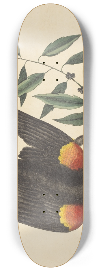 Mark Catesby - The Red Winged Starling (Oriolus phoeniceus) 8.25 inch art skate deck