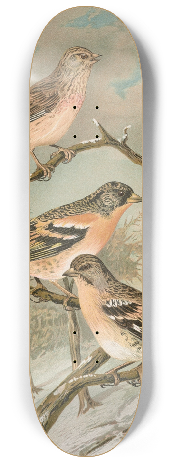 Johann Friedrich Naumann - Acanthis cannabina, Fringilla montifringilla 8.25 inch art skate deck