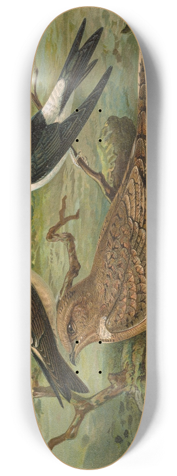 Johann Friedrich Naumann - Chelidonaria urbica, Caprimulgus aegyptius Lichtenstein 8.25 inch art skate deck