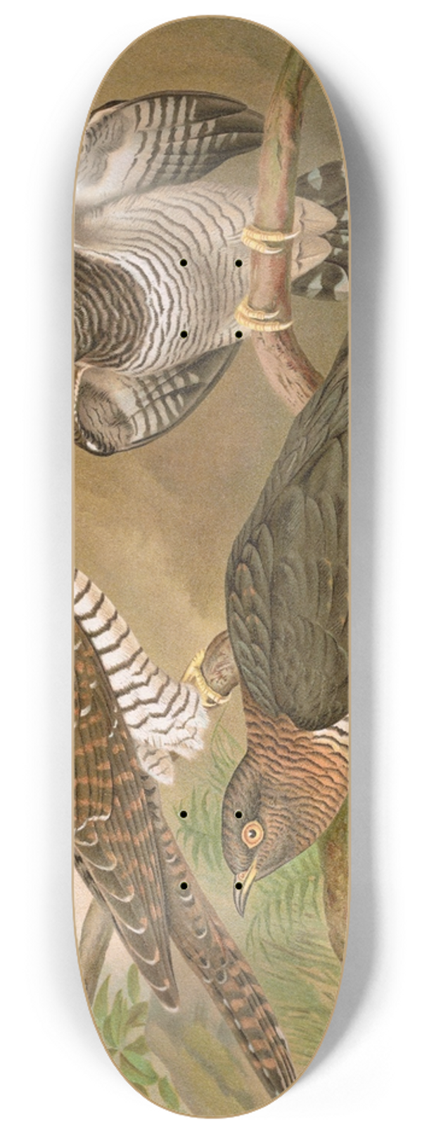 Johann Friedrich Naumann - Cuculus canorus L. 8.25 inch art skate deck