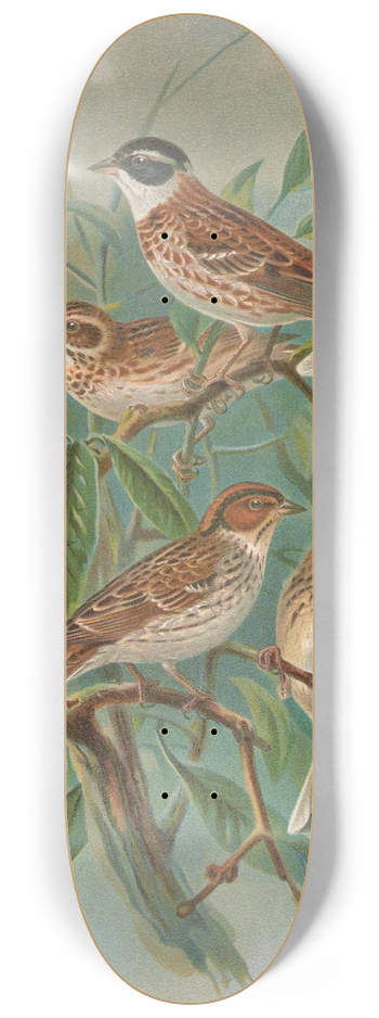 Johann Friedrich Naumann - Emberiza rustica Pall, Emberiza pusilla Pall 8.25 inch art skate deck