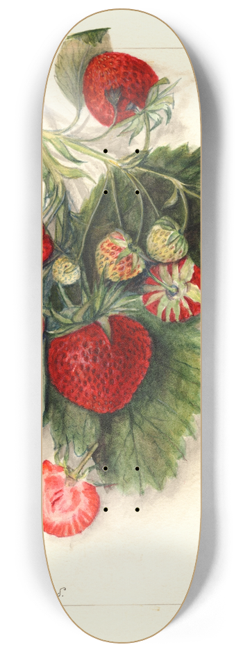 Mary Daisy Arnold - Fragaria: Nanticoke 8.25 inch art skate deck