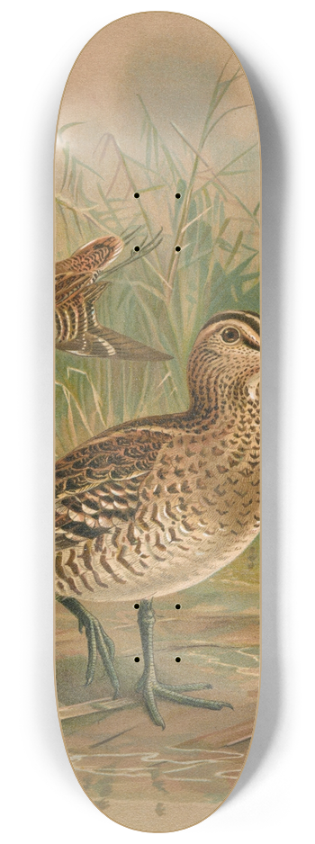 Johann Friedrich Naumann - Gallinago major 8.25 inch art skate deck