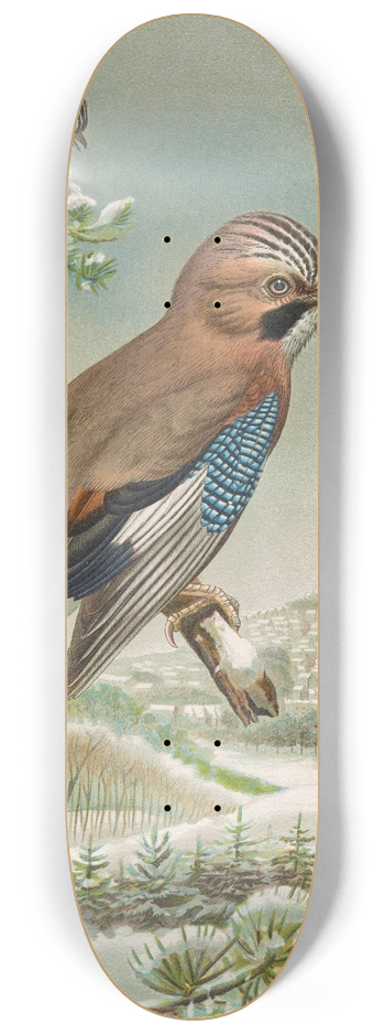 Johann Friedrich Naumann - Garrulus glandarius 8.25 inch art skate deck