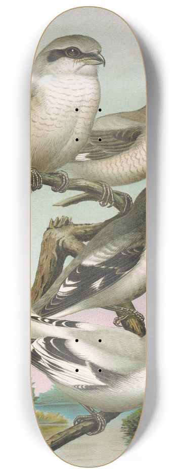 Johann Friedrich Naumann - Lanius excubitor borealis, Lanius meridionalis, Lanius excubitor Homeyeri 8.25 inch art skate deck