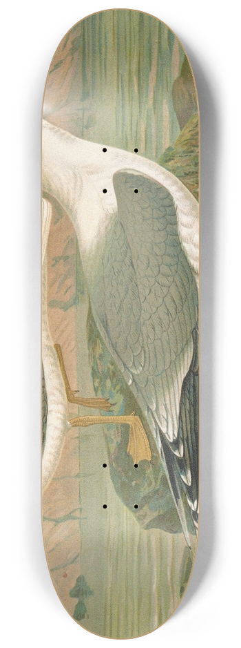 Johann Friedrich Naumann - Larus canus, Larus argentatus Brunn 8.25 inch art skate deck