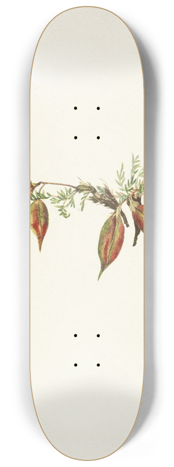 Mary Vaux Walcott - Alpine Pointvetch (fruit). Oxytropis podocarpa 8.25 inch art skate deck