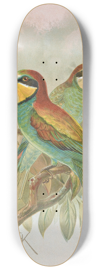 Johann Friedrich Naumann - Merops apiaster 8.25 inch art skate deck